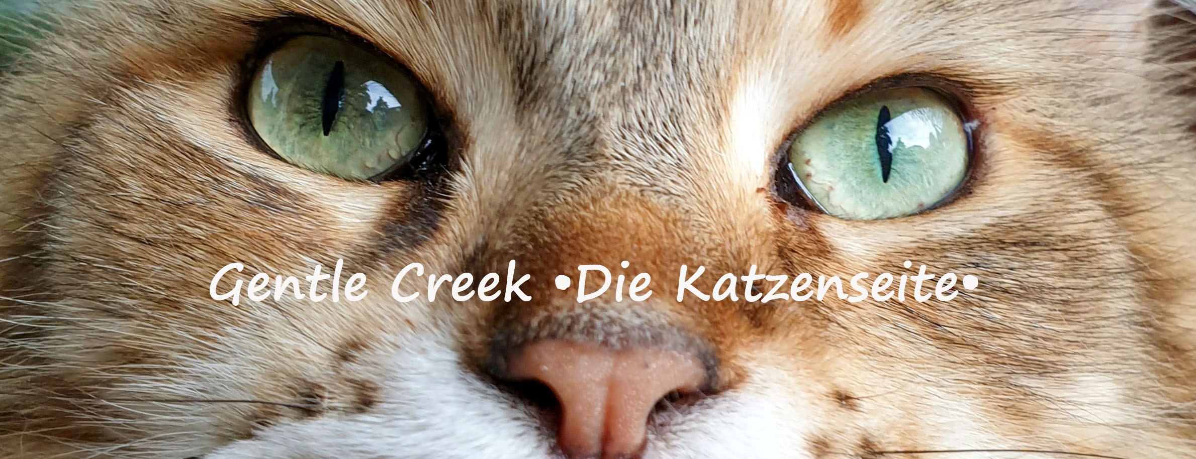 Gentle Creek •Die Katzenseite•