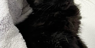 Katzenschnupfen und Katzenseuche