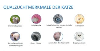 Vereinszucht