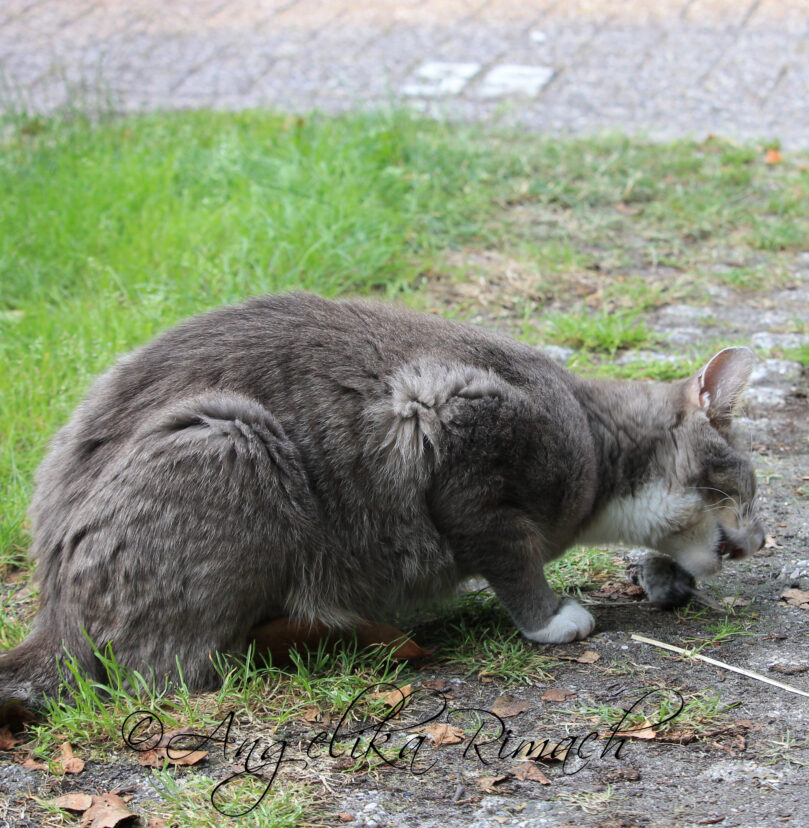 Gesundes Katzenfutter