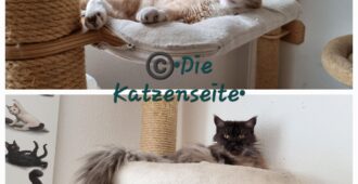 Neues aus der Katzen – WG